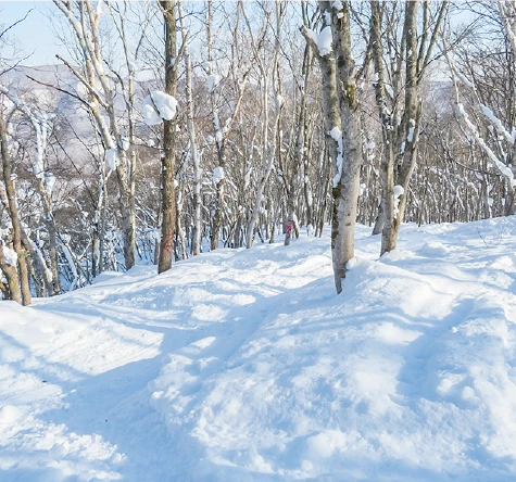 ツリーランゾーン